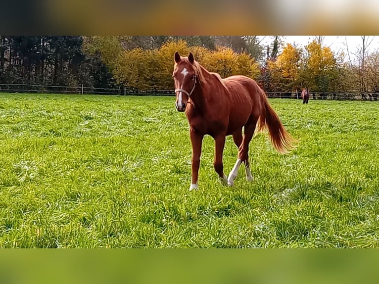 Westphalien Étalon 2 Ans 160 cm Alezan brûlé in Hasbergen