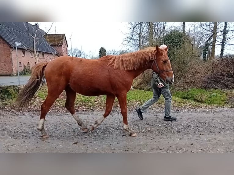 Westphalien Étalon 2 Ans 160 cm Alezan brûlé in Hasbergen