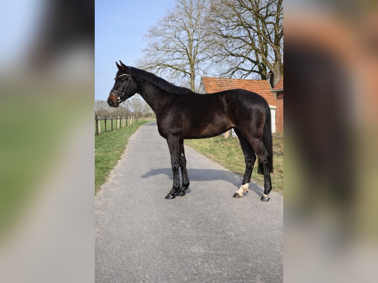 Westphalien Étalon 2 Ans 160 cm Bai brun foncé in Emsdetten
