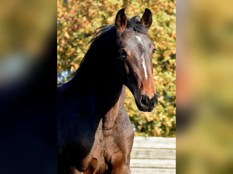 Westphalien Étalon 2 Ans 161 cm Bai brun foncé in Legden