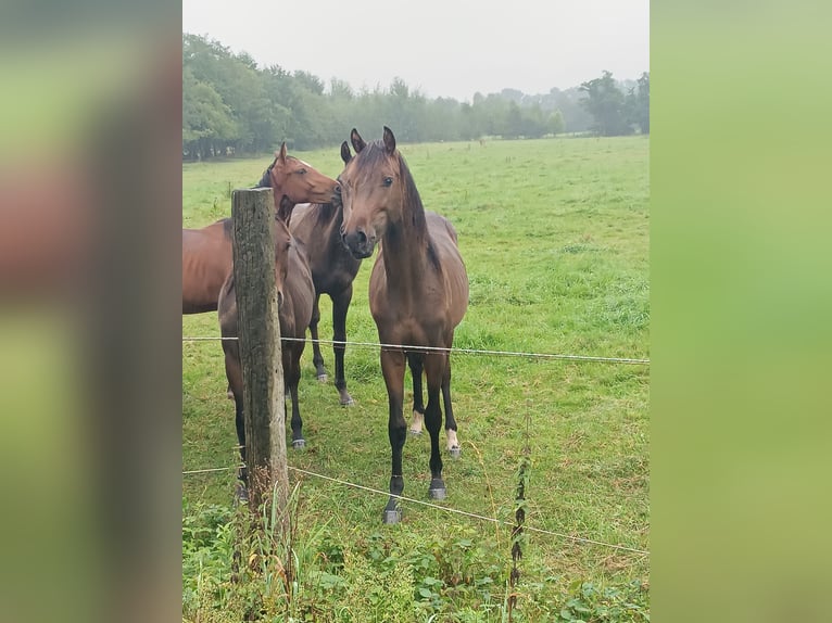Westphalien Étalon 2 Ans 162 cm Bai brun in Steinhagen