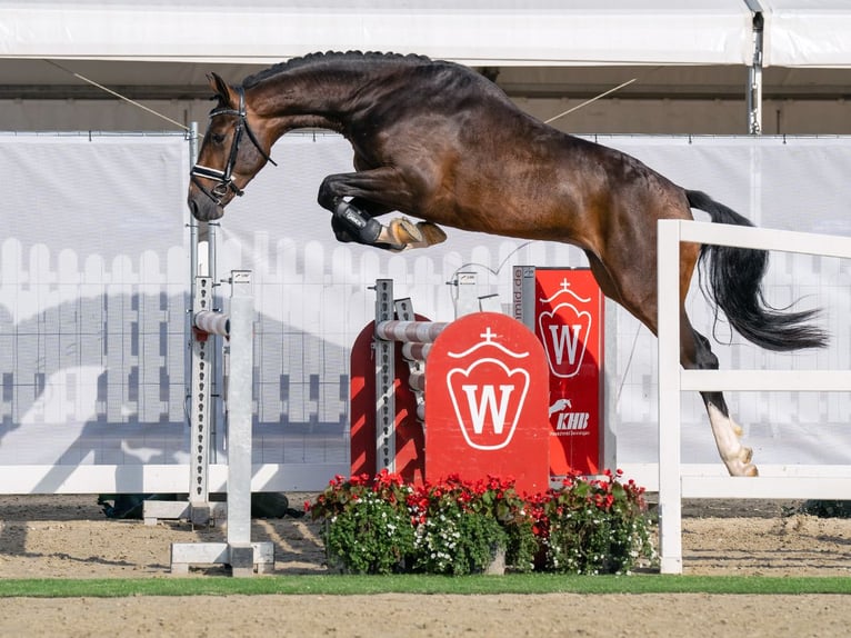 Westphalien Étalon 2 Ans 162 cm Bai brun in Münster-Handorf