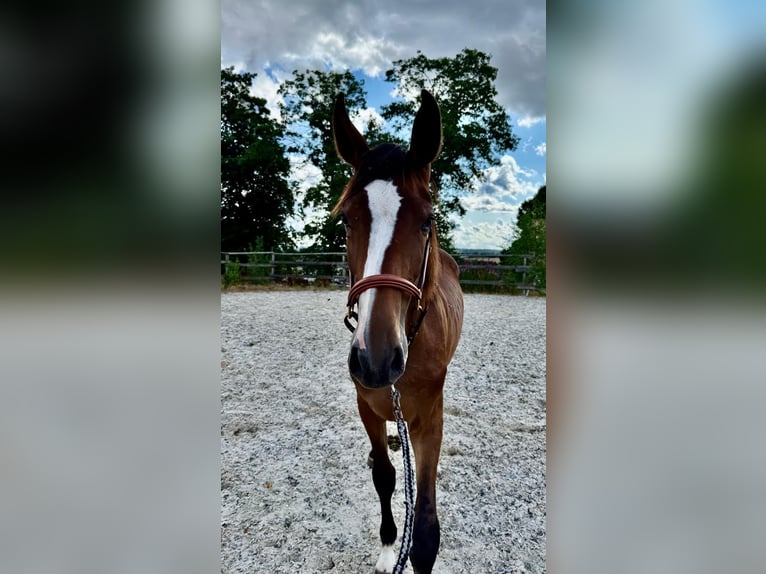 Westphalien Étalon 2 Ans 163 cm Bai in Weiskirchen