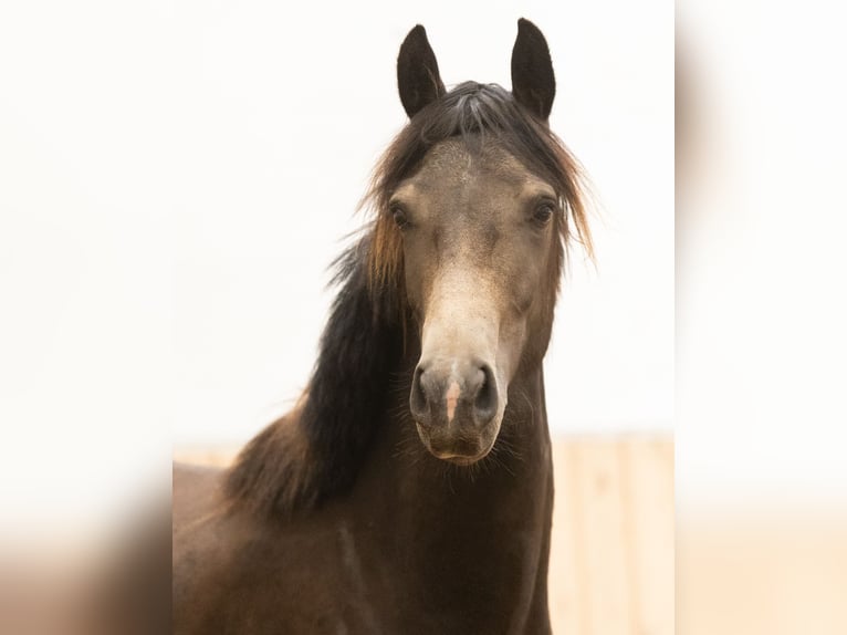 Westphalien Étalon 2 Ans 164 cm Buckskin in Hohenahr