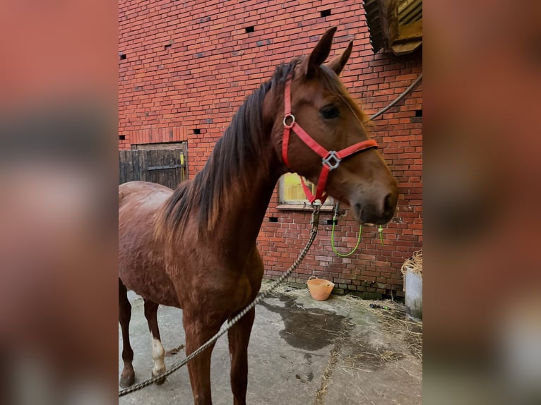 Westphalien Étalon 2 Ans 165 cm Alezan brûlé in Telgte