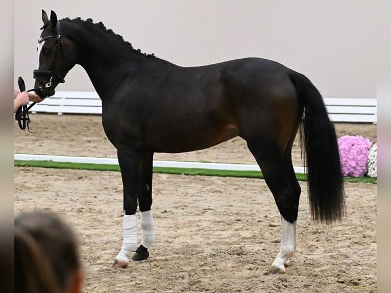 Westphalien Étalon 2 Ans 165 cm Bai brun foncé in Reichenwalde
