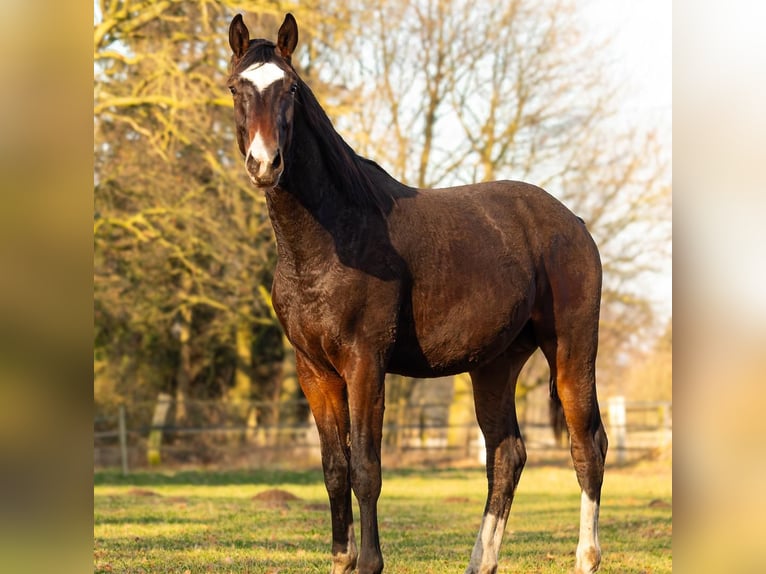 Westphalien Étalon 2 Ans 165 cm Bai in Greven