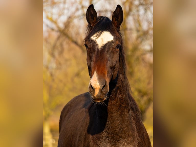 Westphalien Étalon 2 Ans 165 cm Bai in Greven