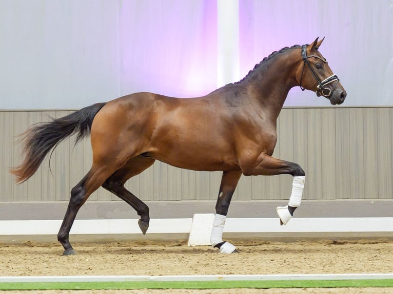 Westphalien Étalon 2 Ans 166 cm Bai in Mnster-Handorf