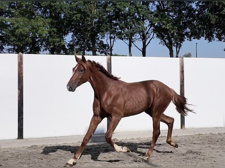 Westphalien Étalon 2 Ans 167 cm Alezan in Waddinxveen