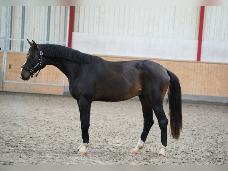 Westphalien Étalon 2 Ans 167 cm Bai brun in Hohenfelde