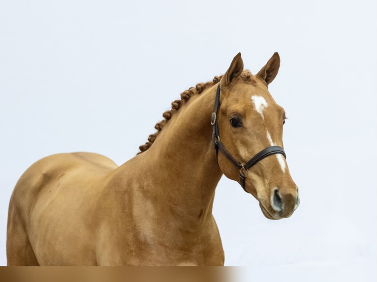 Westphalien Étalon 2 Ans 167 cm in Waddinxveen