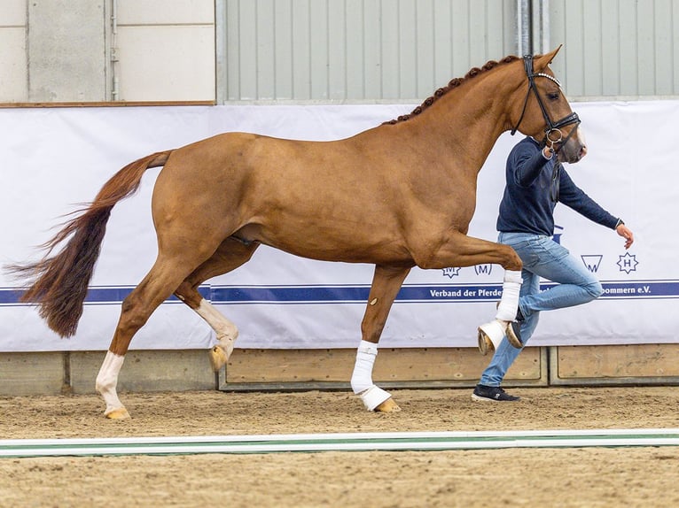 Westphalien Étalon 2 Ans 168 cm Alezan brûlé in Redefin