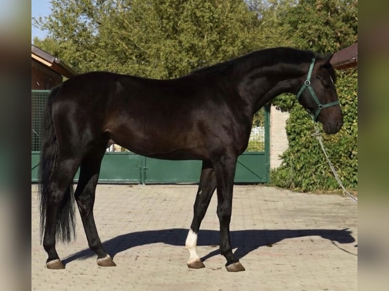 Westphalien Étalon 2 Ans 168 cm Bai in Murska Soboda