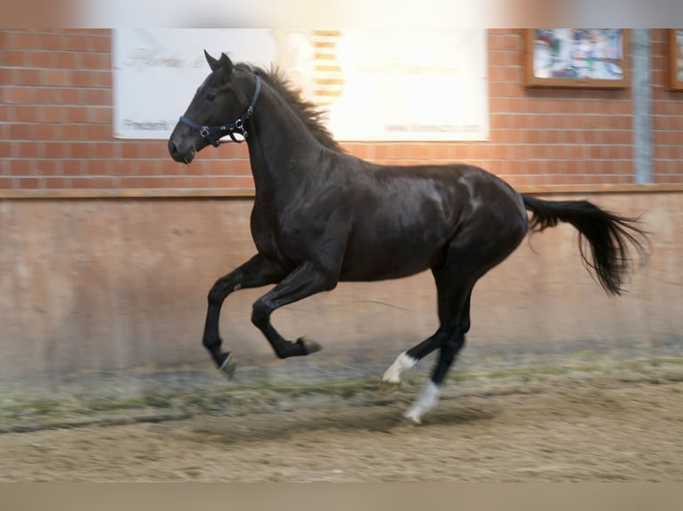 Westphalien Étalon 2 Ans 168 cm Noir in Paderborn