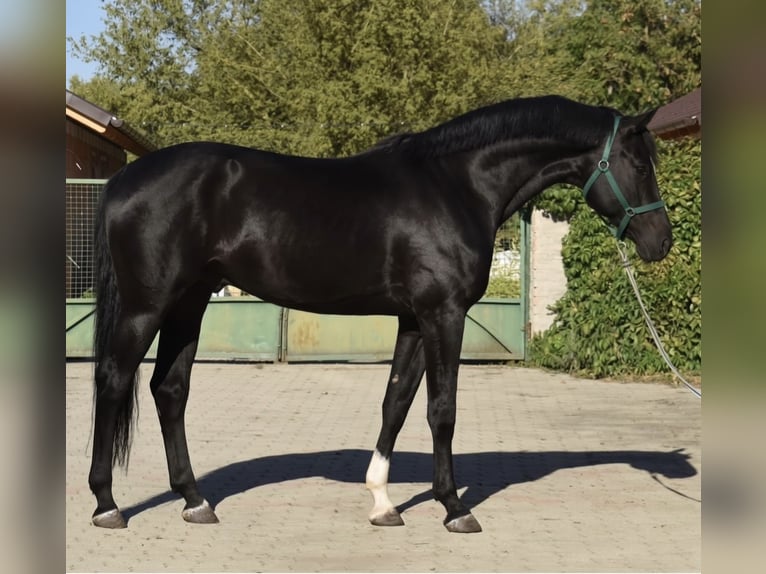 Westphalien Étalon 2 Ans 169 cm Bai brun in Murska Soboda