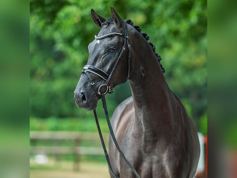 Westphalien Étalon 2 Ans 169 cm Noir in M&#xFC;nster-Handorf