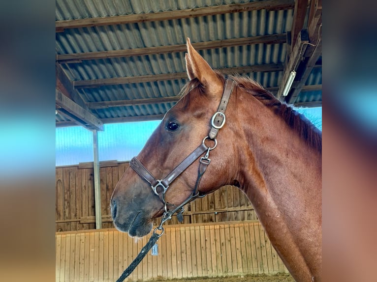 Westphalien Étalon 2 Ans 170 cm Alezan in Dornburg