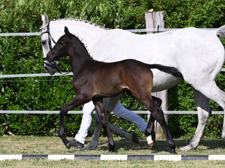 Westphalien Étalon 2 Ans 170 cm Gris noir in Reichenwalde