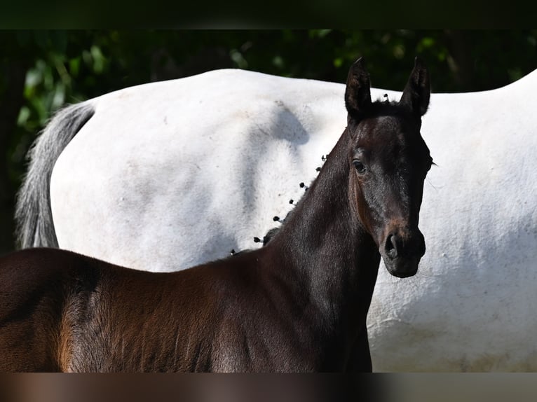 Westphalien Étalon 2 Ans 170 cm Gris noir in Reichenwalde