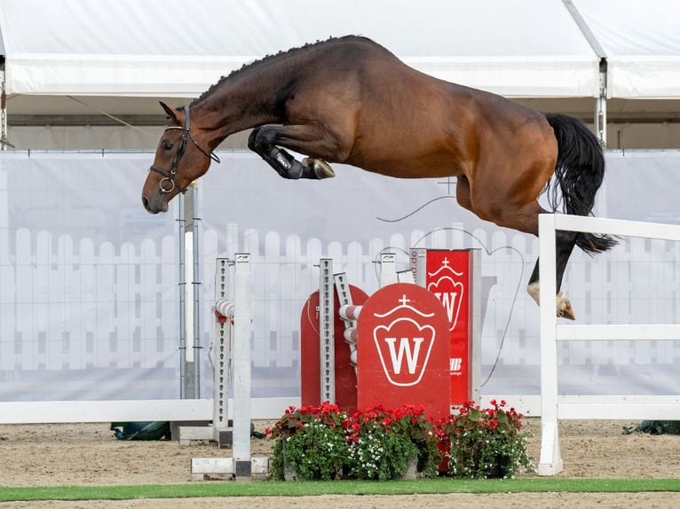 Westphalien Étalon 2 Ans 171 cm Bai in Münster-Handorf