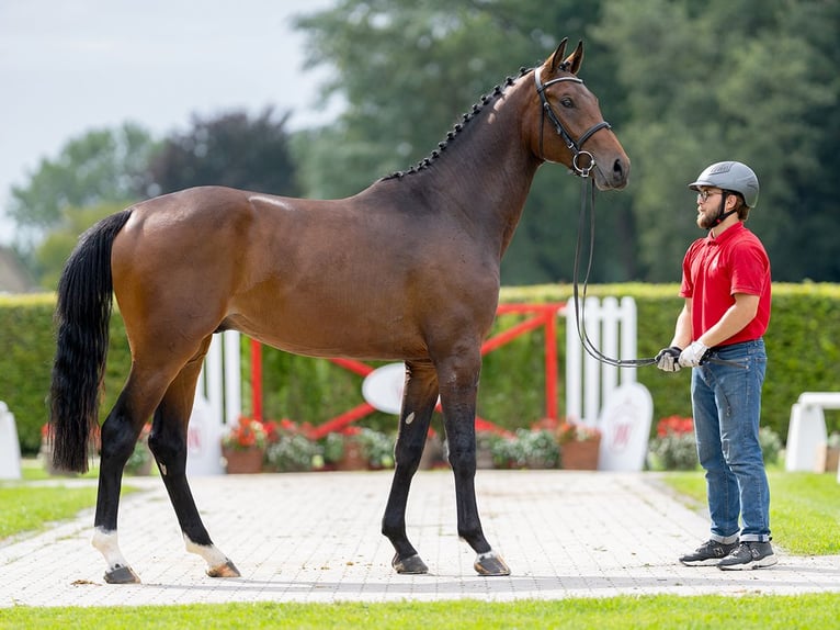 Westphalien Étalon 2 Ans 171 cm Bai in Münster-Handorf