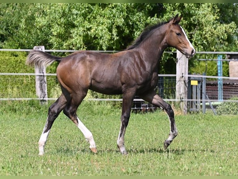 Westphalien Étalon 2 Ans 173 cm Bai brun foncé in Reichenwalde