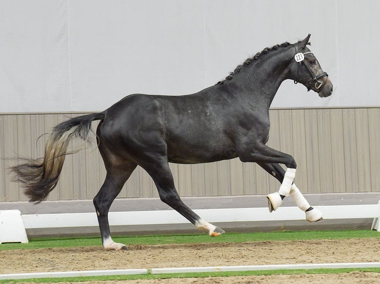 Westphalien Étalon 2 Ans Gris in Münster-Handorf