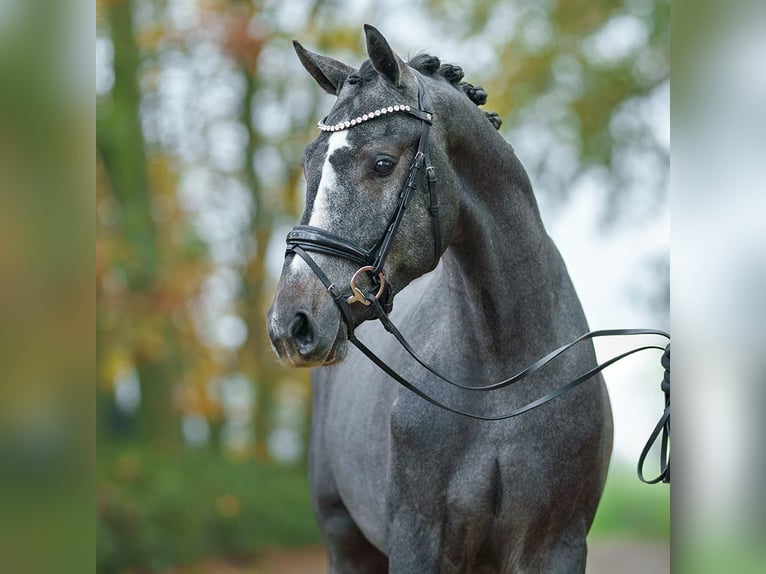 Westphalien Étalon 2 Ans Gris in Rostock