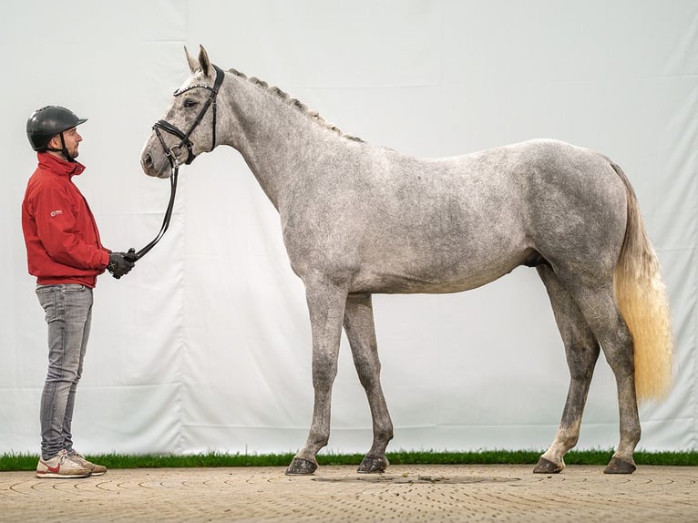 Westphalien Étalon 2 Ans Gris in Münster-Handorf