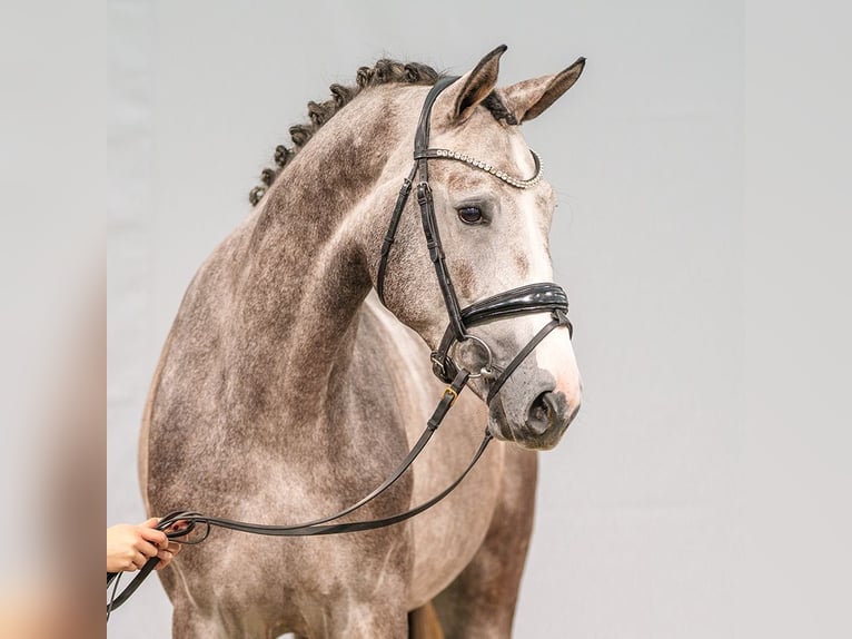 Westphalien Étalon 2 Ans Gris in Münster-Handorf