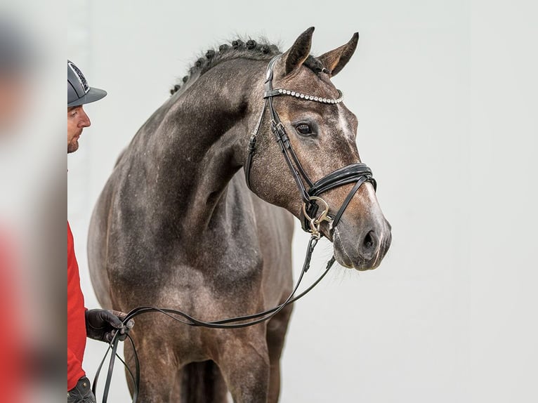 Westphalien Étalon 2 Ans Gris in Münster-Handorf