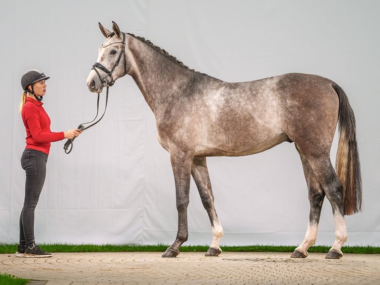 Westphalien Étalon 2 Ans Gris in Münster-Handorf