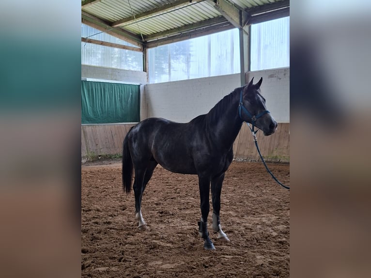 Westphalien Étalon 2 Ans Gris pommelé in Tecklenburg