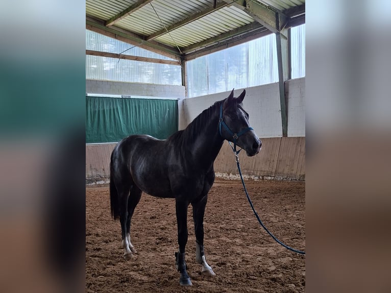 Westphalien Étalon 2 Ans Gris pommelé in Tecklenburg