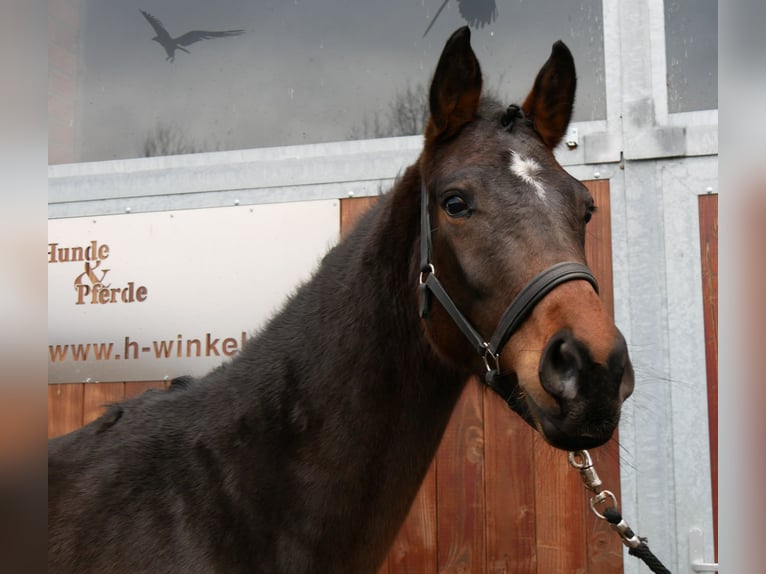 Westphalien Étalon 3 Ans 163 cm Bai in Dorsten