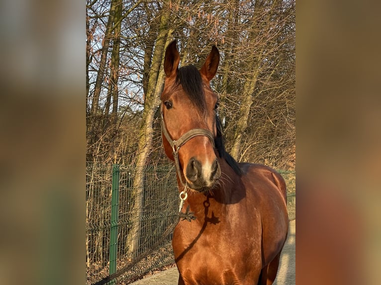 Westphalien Étalon 3 Ans 164 cm Bai in Verl