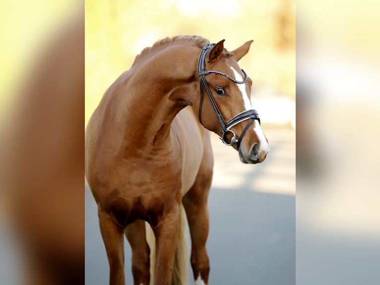 Westphalien Étalon 3 Ans 165 cm Alezan in Steinfurt