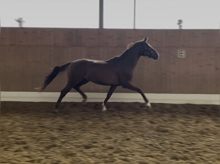 Westphalien Étalon 3 Ans 165 cm Alezan in Verl