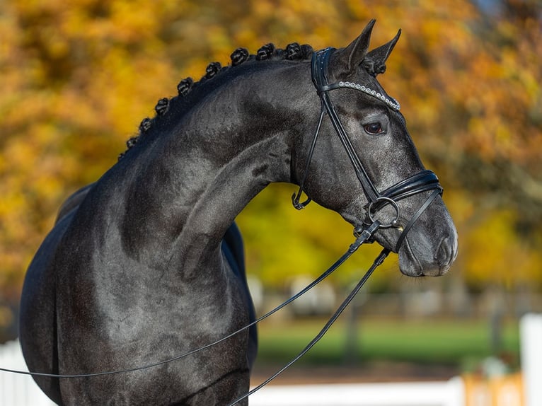 Westphalien Étalon 3 Ans 166 cm Peut devenir gris in Redefin