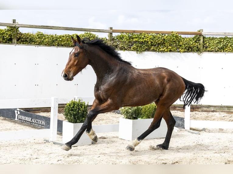 Westphalien Étalon 3 Ans 167 cm Bai in Waddinxveen