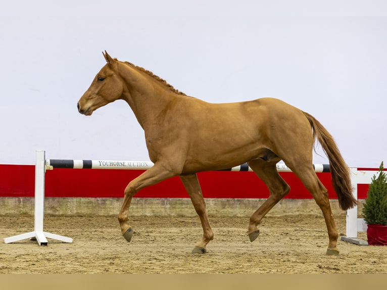 Westphalien Étalon 3 Ans 167 cm in Waddinxveen