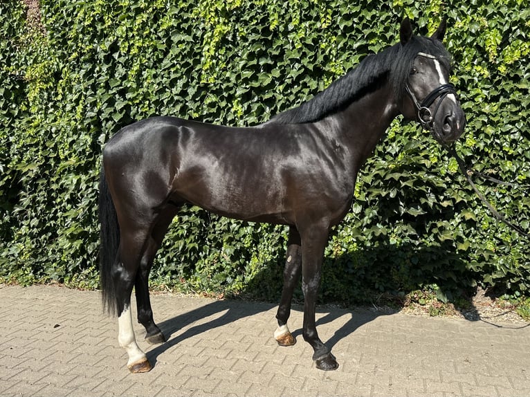 Westphalien Étalon 3 Ans 167 cm Noir in Rees