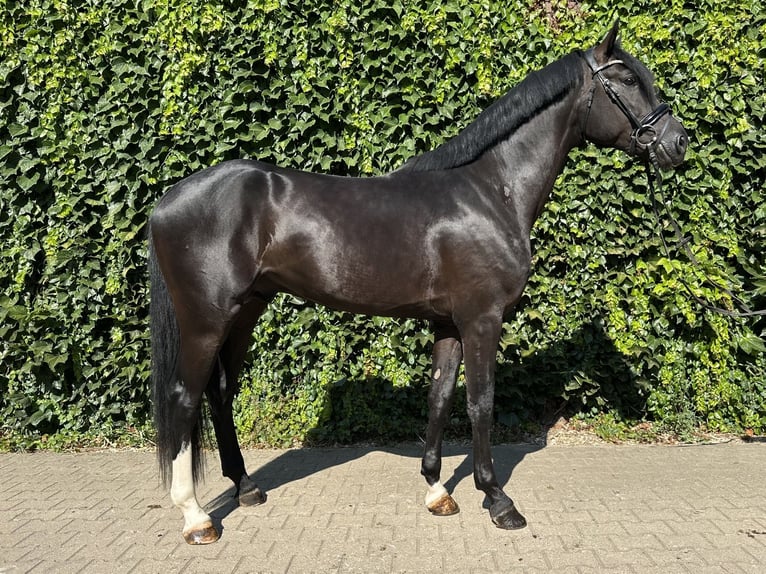Westphalien Étalon 3 Ans 167 cm Noir in Rees