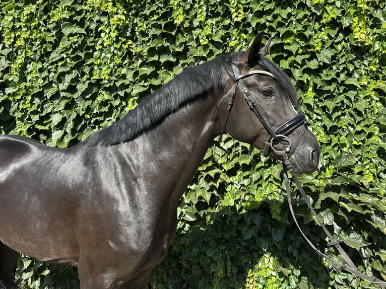 Westphalien Étalon 3 Ans 167 cm Noir in Rees