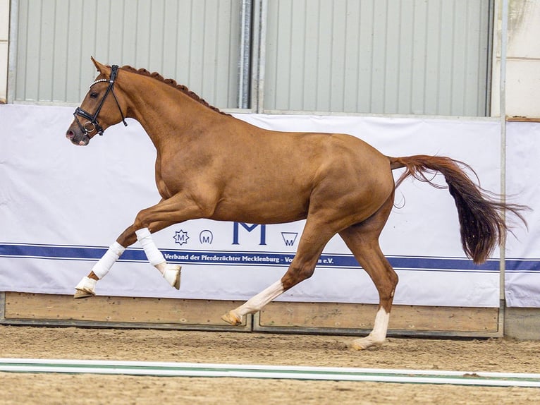 Westphalien Étalon 3 Ans 168 cm Alezan brûlé in Redefin