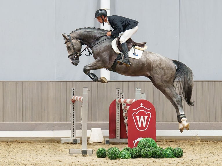 Westphalien Étalon 3 Ans 168 cm Gris in Mnster-Handorf