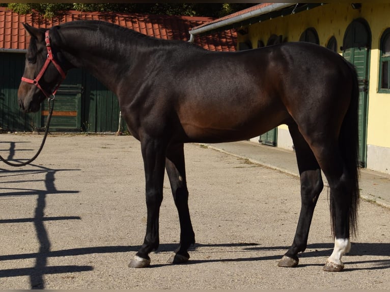Westphalien Étalon 3 Ans 169 cm Bai brun in Murska Soboda