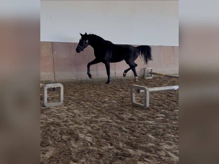 Westphalien Étalon 3 Ans 169 cm Noir in B&#xFC;nde