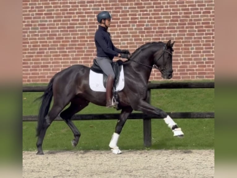 Westphalien Étalon 3 Ans 170 cm Noir in Fürstenau
